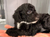 Cockapoo 2 girls left one all black one with white on chest