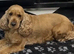 1 Gorgeous Cockapoos Left
