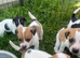 Jack Russell puppies for sale