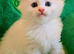 Maine Coon