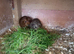 Female baby Guinea pigs