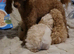 Toy Poodle puppies ready now, both parents KC, and health tested. Superb bloodlines.