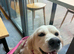3 year old golden retriever