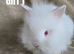 BEAUTIFUL PUREBRED LIONHEAD BABIES