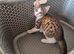 Beautiful tabby and white kitten, ready now