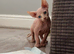 Male Sphynx kittens Ready Now