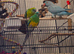 Indian ringneck