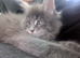 Polydactyl blue girl looking for forever home
