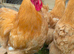 Large Fowl Buff Orpington Hatching Eggs X 6