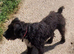 Patterdale x terrier