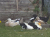 Ducks