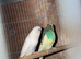5 pairs of budgies