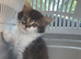 8 Week Female kitten