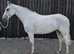 *** Connemara x tb***