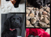KC Reg Cocker Spaniel Pups