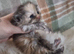 Kittens 2 girl chinchilla Persian