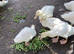 Cherrywally duckling
