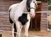 14.2 Heavy Weight Mare