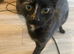 Female cat