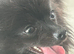 Gorgeous 2-Year-Old Toy Pomeranian Girl