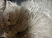 British blue short haired kittens ready 4/10/26