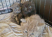 British short haired cross kittens for sale