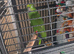 Amazon parrot