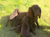 Cocker spaniel puppies