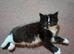 Kittens for sale