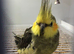 Stunning baby cockatiel (Greenish grey)