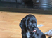 Male KC registered Cocker Spaniel Pup