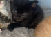 1 beautiful kittens