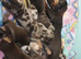 Dachshund puppys