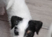 Parson Russll Terrier Pedigree Puppies