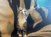 Kittens looking for their forever homes