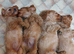 Cavapoo Bundles of Joy
