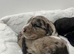 Merl Whoodle puppies