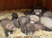 Young polecat ferrets