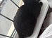 Black Male Kitten Looking for a Loving Home