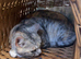 URGENT REHOMING