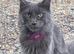 TICA registered Blue female