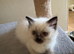 Beautiful Ragdoll kittens