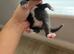 7 black and white kittens