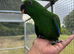 READY NOW! Hand reared Eclectus