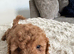Miniature cockapoo puppies