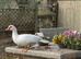 Muscovy hatching eggs