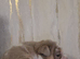 British bulldog pups