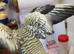 Cockatiel Pearl ( 9 Weeks old Hand reared )