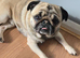 Pug for stud