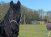 Stunning registered friesian mare